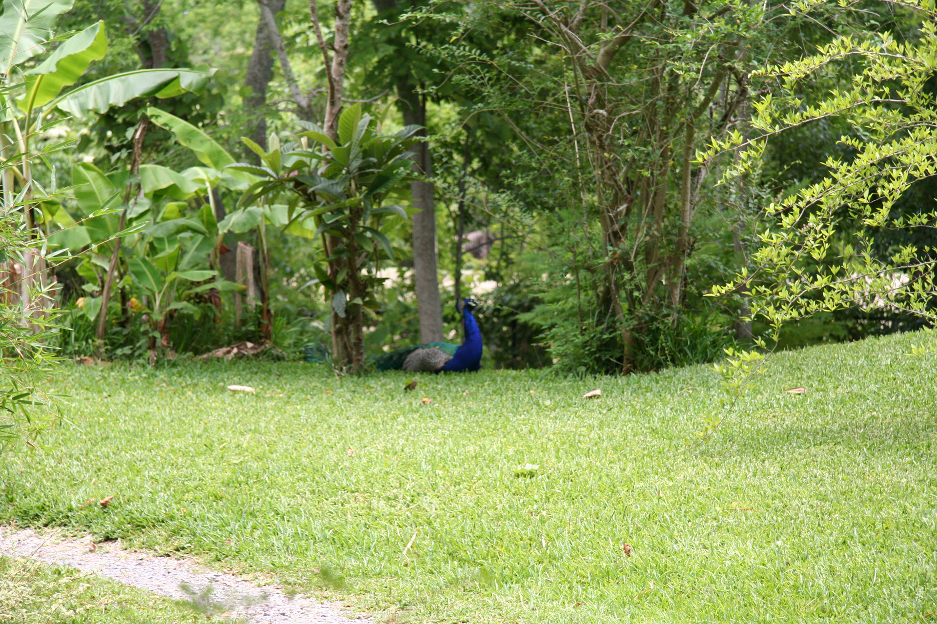 Freilaufende Pfauen in der World of Primates/Free-roaming peafowl in the World of Primates